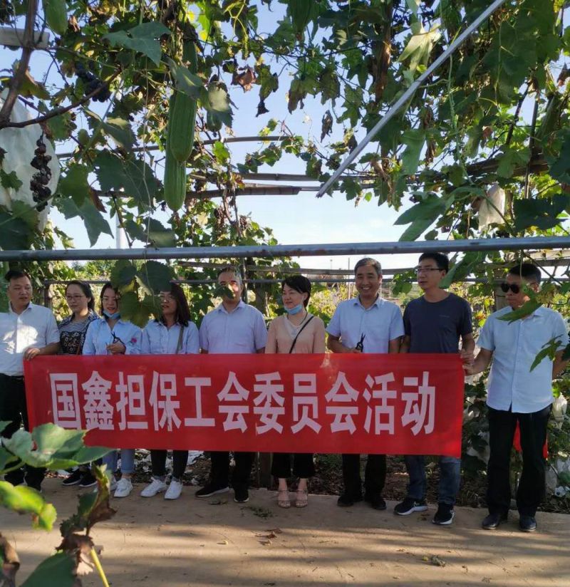 国鑫担保工会组织开展葡萄采摘活动